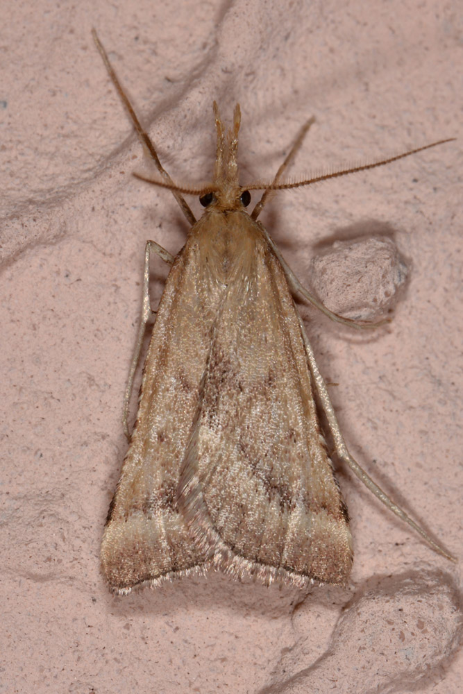Synaphe punctalis
